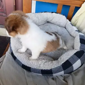Fluffy little puppies full of love., Piarco