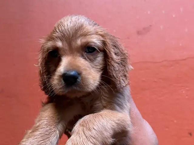 Purebred cocker spaniel puppies, Palmiste