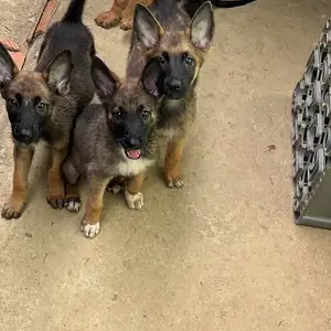 Shepherd Puppies, Trincity