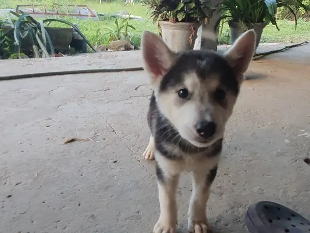 Purebred siberian husky puppies, Endeavour