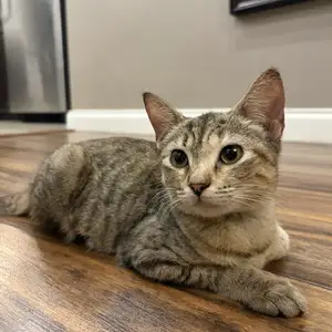 Cat for Adoption, friendly well behaved, Santa Cruz