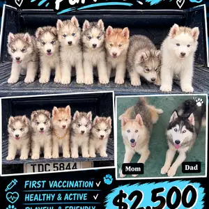 Pure husky, Princes Town