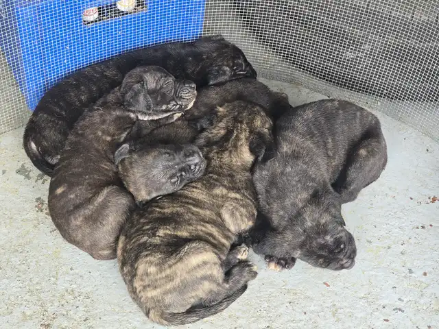cane corso/italian mastiff pups, Couva