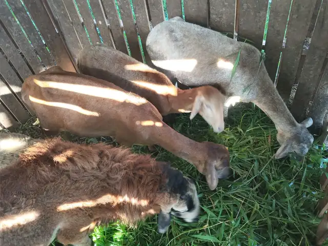 Breeding Ram sheep 3 full female 1 small ram, La Romain