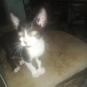 Tuxedo kitten,male, Cunupia