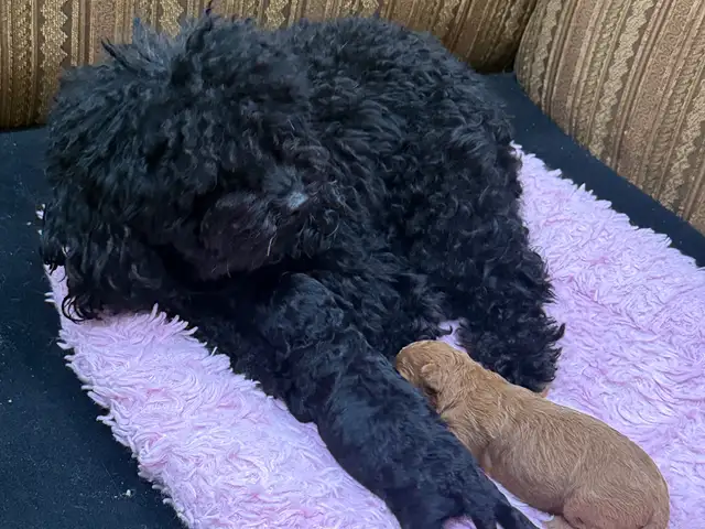 Purebred Toy Poodle, Curepe