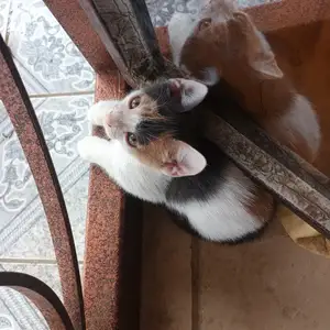 Loveable kittens for adoption, Chaguanas