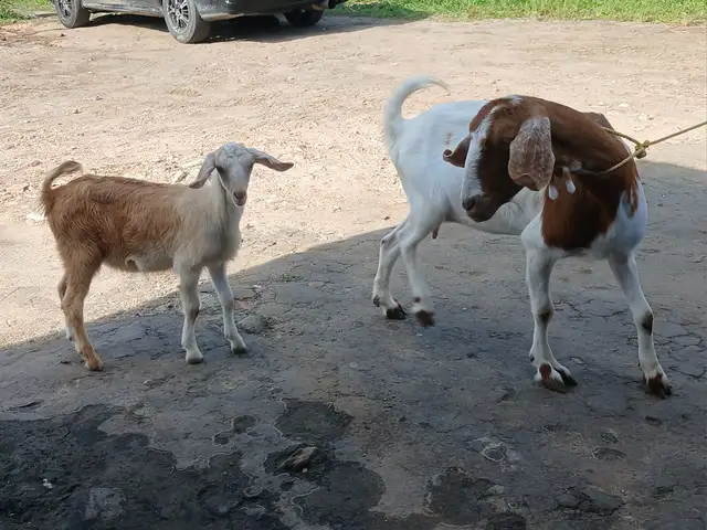 Mother and young female, Aripero