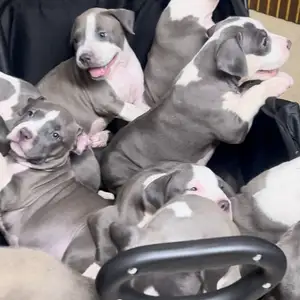 American bullies, Sangre Grande