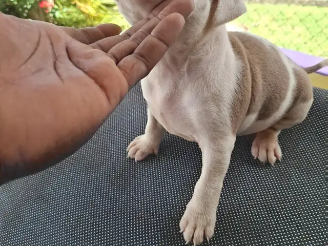 Female bully/pit . 5 weeks old, Arouca