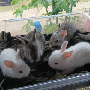 Baby angora rabbit, Fyzabad