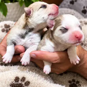 Beautiful Husky Puppies / large breed, Glencoe