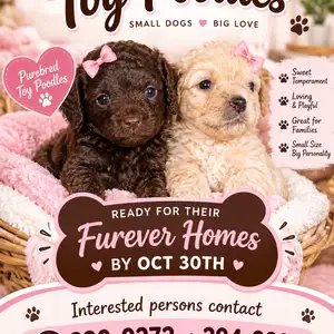Meet our adorable Toy poodle puppies, Port of Spain