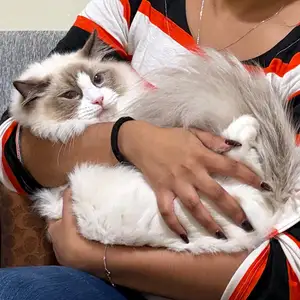 Purebred Ragdoll, Chase Village