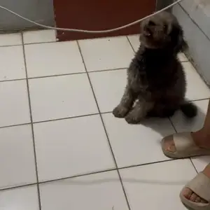Adult female Maltipoo, Couva