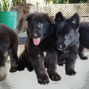 Purebred black long coat German shepherd pups, Barataria