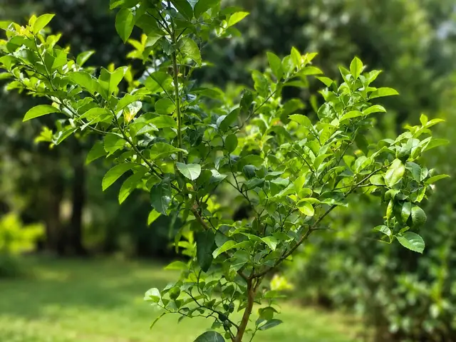 Rootandrind plants for your home citrus and indoor plants, Trincity