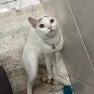 Cute Cat available for adoption, Curepe