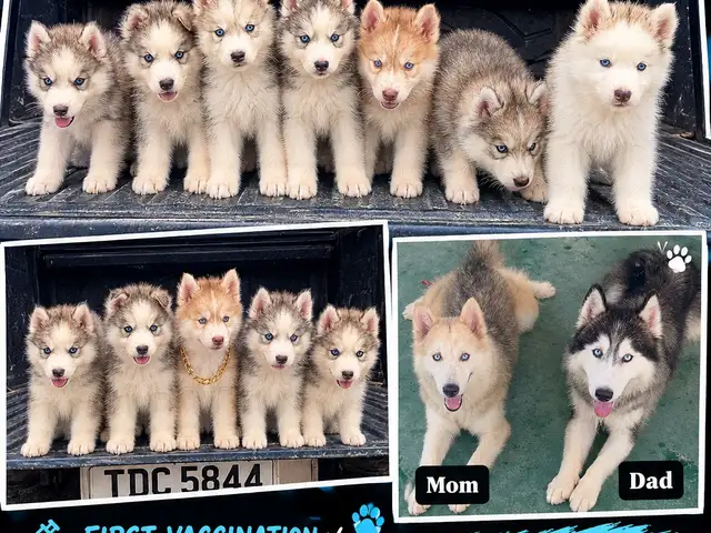 Pure husky, Princes Town