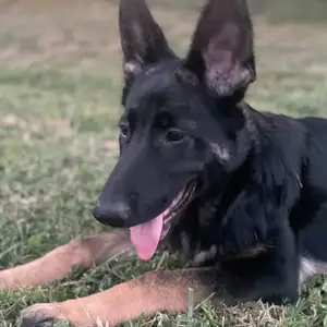 Pure Shepherd MALE, Couva