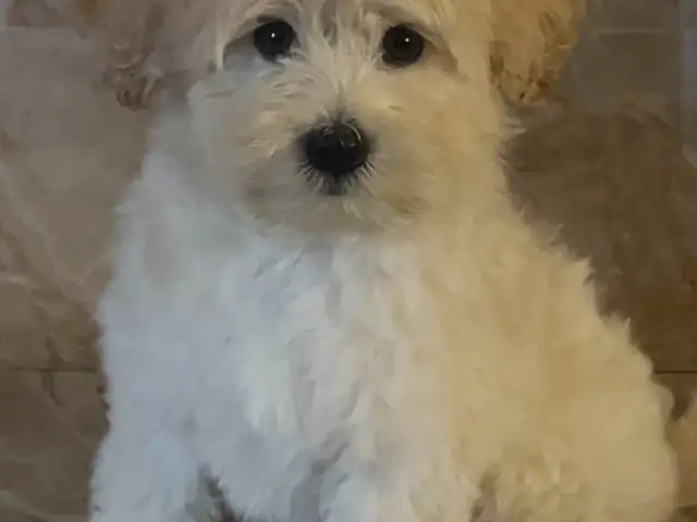 Male maltipoo 10 months. FEMALE 1 year going cheap get yours today, Couva