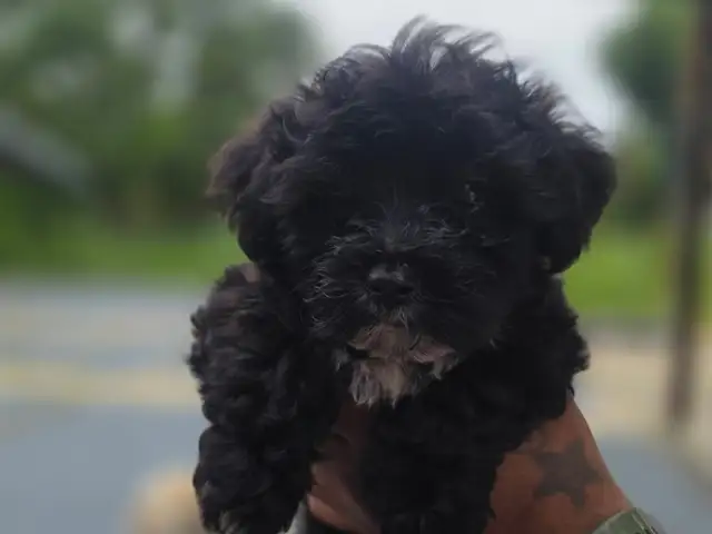 Yokiepoo pups, Arima