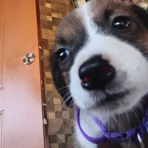 Beagle mix puppy, Couva