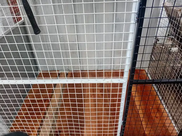 XL Dog kennel, Cunupia