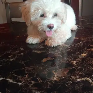 Maltipoo pups,, Point Fortin