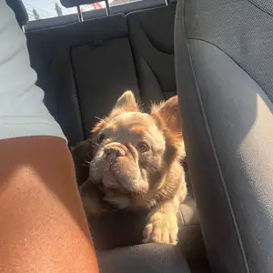 Fluffy french bulldog, Alyce Glen