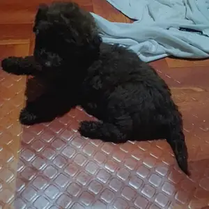 Maltipoo Pups toy, San Fernando