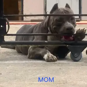 Purebred American Bullies, San Fernando