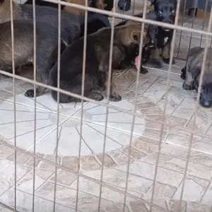 Malinois, Arima