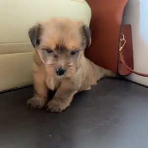 Maltipoo && Yorkie Mix, Woodbrook