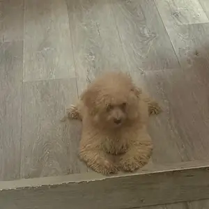 Adorable Poodle pups, Arima