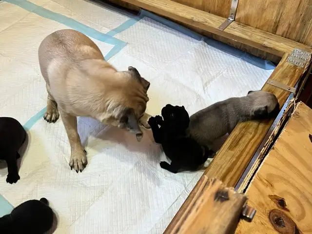 Pug Puppies, Princes Town