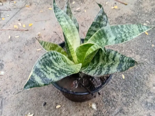 Plant, Trincity