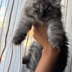 Purebred Female Persians, Aranguez