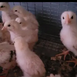 Brahma and layer mix chicks, San Juan