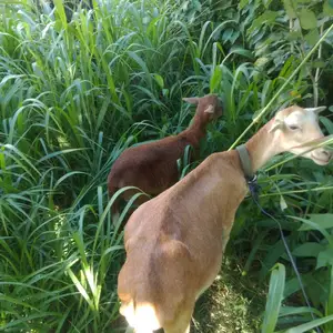 Female goat an baby goat, Chaguanas