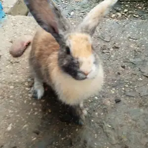 Rabbits, Arima