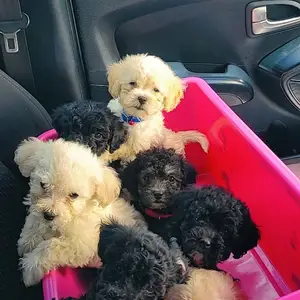 Maltipoo/ToyPoodle, Arima