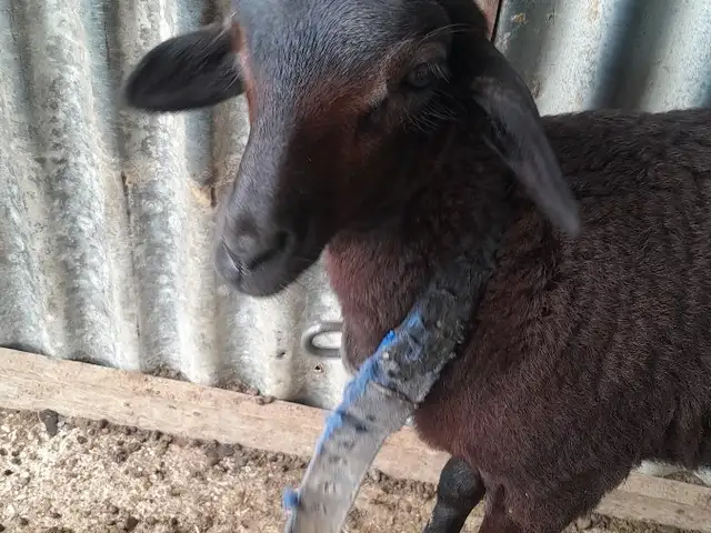 Young Female sheep, Princes Town