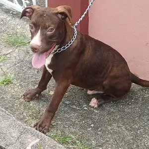 pitbull pups, Diamond Vale