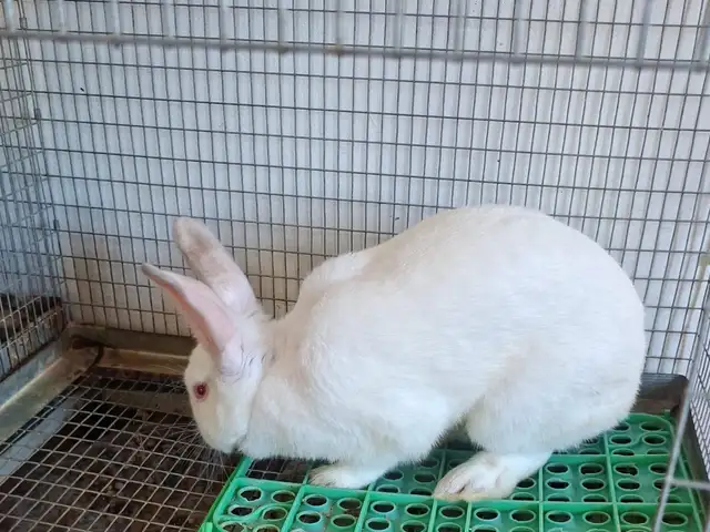 BIG RABBITS both male & female availabile some females are also pregnant, San Fernando