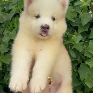 Male Husky, Arouca