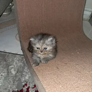 Pure bred Persian, Cunupia