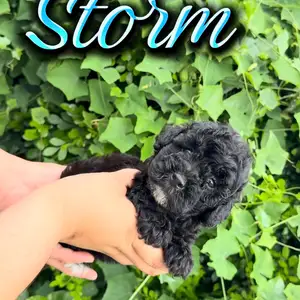 Male Poodle, Arouca