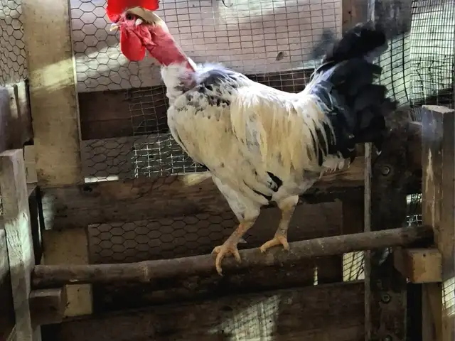 COMMON FOWL ROOSTER, Princes Town