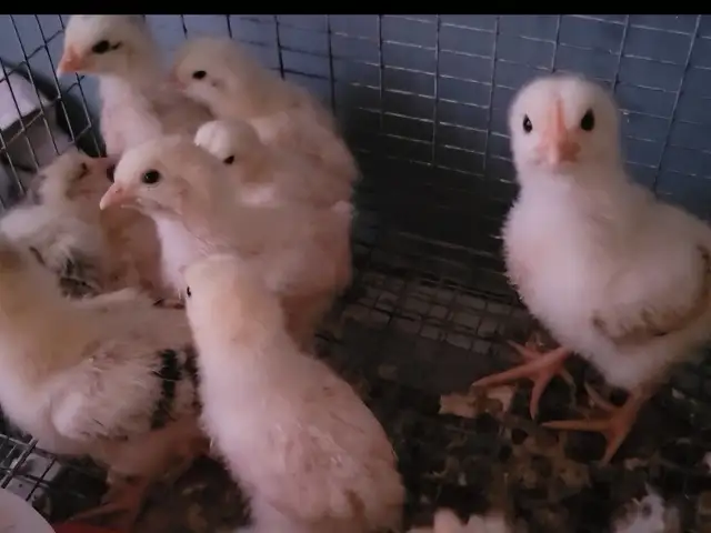 Brahma and layer mix chicks, San Juan